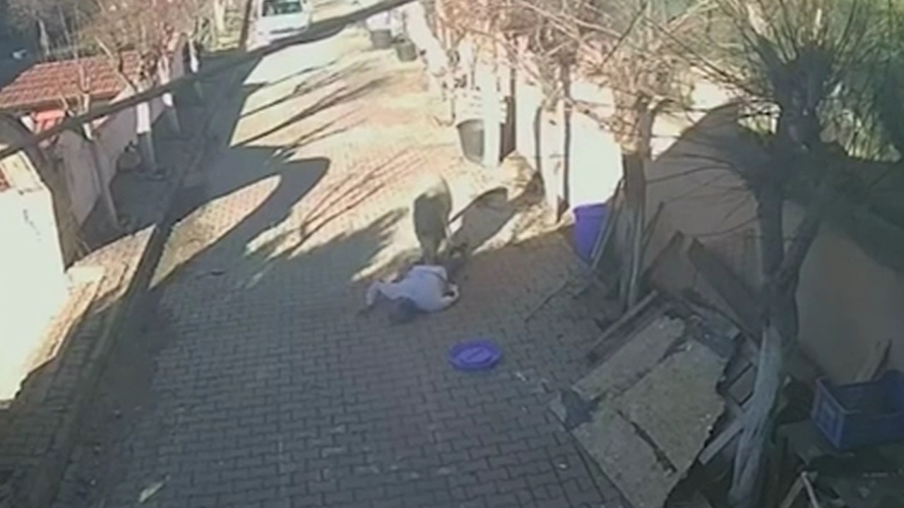 Beslediği koç, 10 dakika boyunca kendine saldırdı