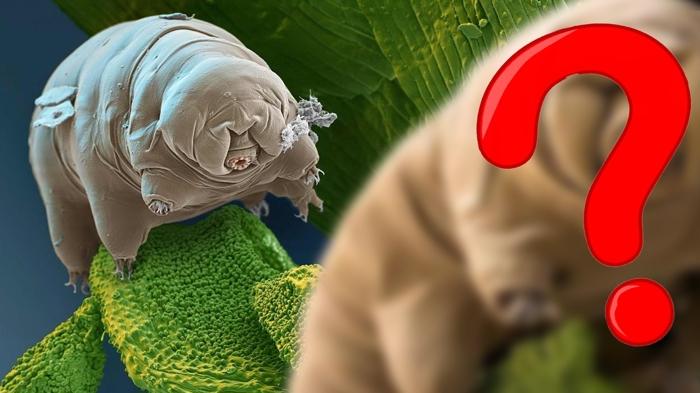 Bu süper güçlü canlıyı tanıyor musunuz? Tabancayla bile fırlatıldılar…