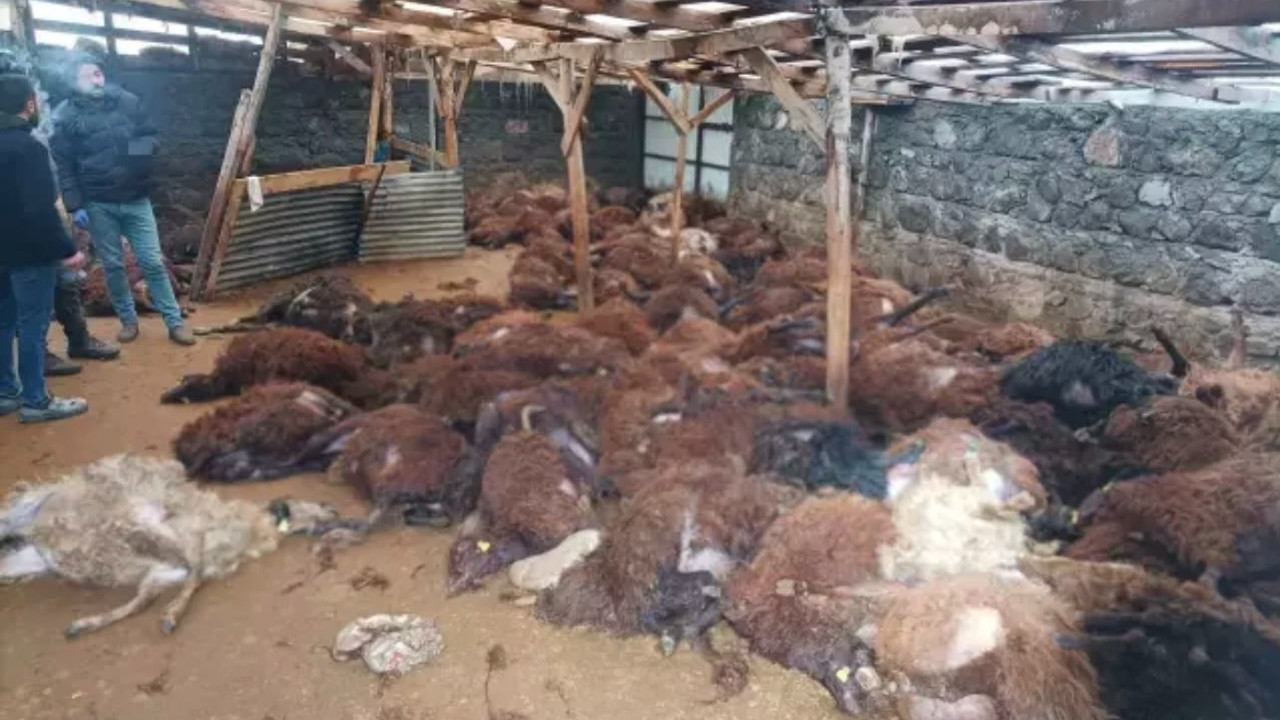 Kars Digor’da besiciyi kahreden olay! Sabah ağıla gidince gördüğü manzara…